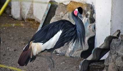 Astara, home of rare species of birds