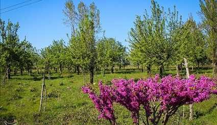 صور مبهرة لجمال الطبيعة في فصل الربيع بإيران