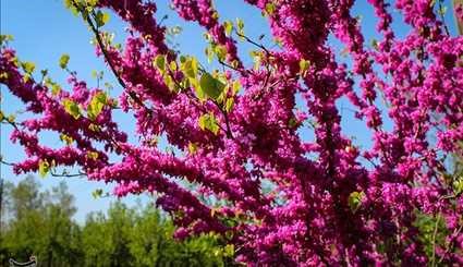 صور مبهرة لجمال الطبيعة في فصل الربيع بإيران
