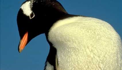 زندگی پنگوئن ها در قطب‎ | تصاویر