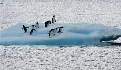 زندگی پنگوئن ها در قطب‎ | تصاویر