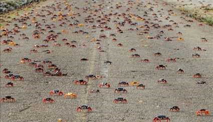 Crabs invade Cuba's Bay of Pigs