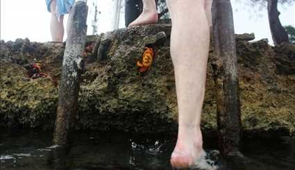 هجوم خرچنگ ها به خلیج خوک ها‎! +عکس