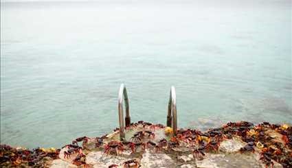 هجوم خرچنگ ها به خلیج خوک ها‎! +عکس