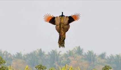 شاهد بالصور، جمال الطاووس لحظة الطيران بالهواء