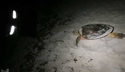 Hawksbill Sea Turtles on Iran’s Kish Island