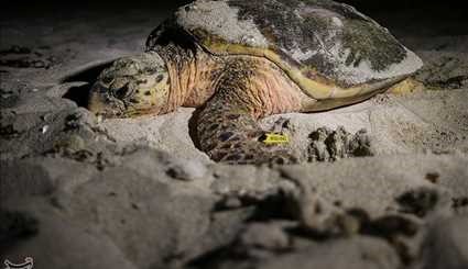 Hawksbill Sea Turtles on Iran’s Kish Island