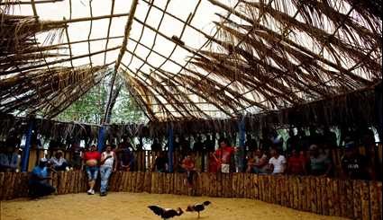 Cuba's cockfighting arenas