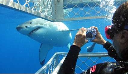 أسماك القرش تجلب اهتمام السياح
