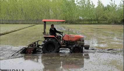Seedlings transplantation in puddle fields in Gilan