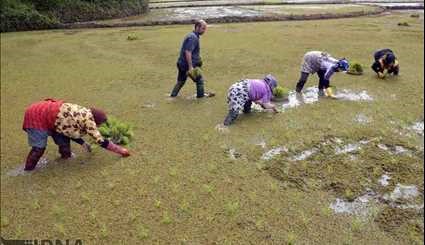 Seedlings transplantation in puddle fields in Gilan
