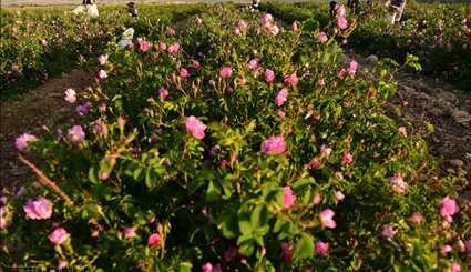 تصاویر زیبا از فصل برداشت گل محمدی