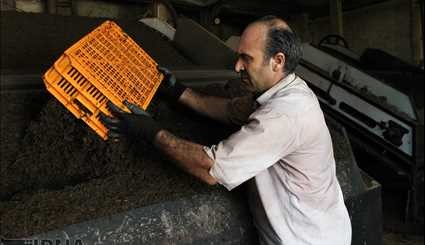 برداشت و فرآوری چای در لاهیجان‎/ تصاویر