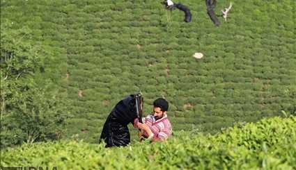 برداشت و فرآوری چای در لاهیجان‎/ تصاویر