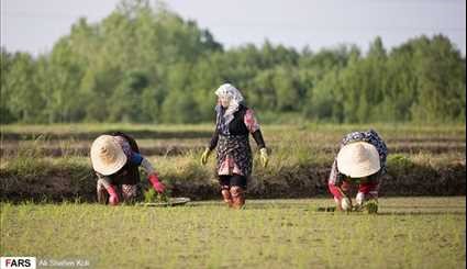 بالصور.. شتلات الأرز في كيلان شمال ايران