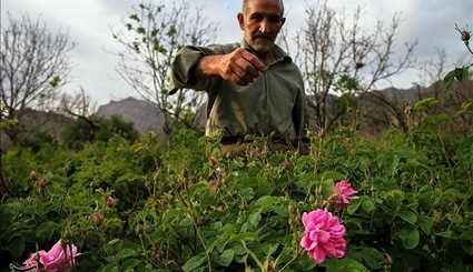 عکس‌هایی زیبا از برداشت گل محمدی در کاشان