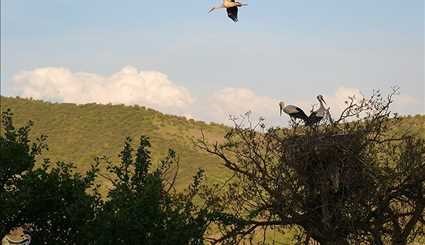 هجرة طائر اللقلق الى مدينة مريفان الايرانية