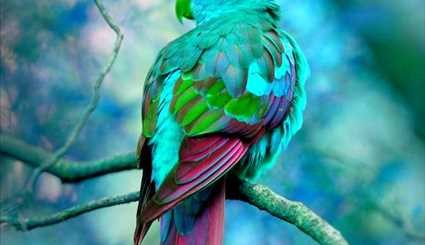 طيور ملونة بألوان زاهية