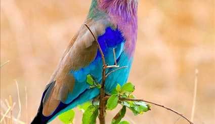 طيور ملونة بألوان زاهية