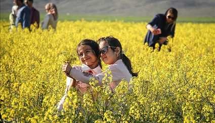 مزارع کلزا در خراسان شمالی | تصاویر