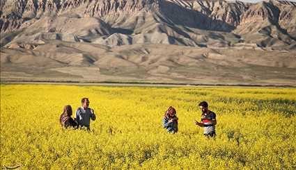 مزارع کلزا در خراسان شمالی | تصاویر