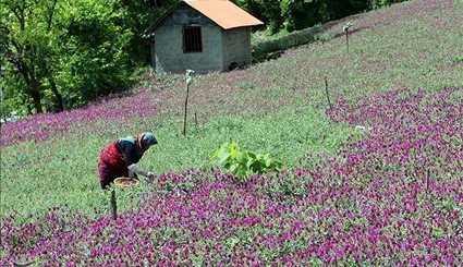 Farmers Harvest Echium Amoenum in Northern Iran