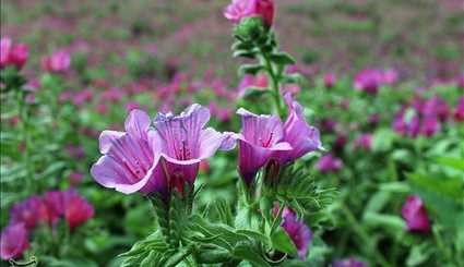 Farmers Harvest Echium Amoenum in Northern Iran