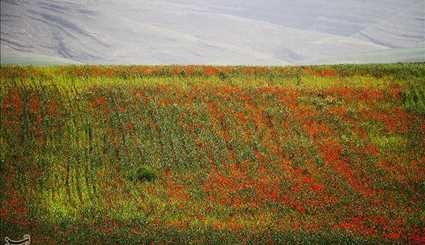 عکسهای زیبایی از دشت شقایق در خراسان شمالی