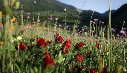 طبیعت بهاری مازندران‎