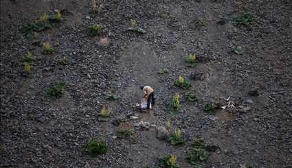 نمو نبات الراوند في جبل بينالود في ايران