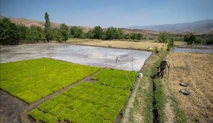 زراعة الرز في منطقة رودبار الموت في قزوين
