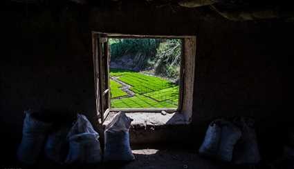 زراعة الرز في منطقة رودبار الموت في قزوين
