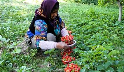 جني ثمار الفراولة في محافظة كردستان غربي ايران/صور