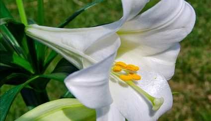 أزهار الزنبق الأبيض السوري