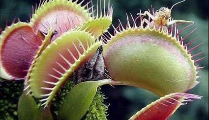 النباتات آكلة الحشرات بالصور ..