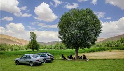 هفتمین جشنواره گل محمدی در روستای عنصرود اسکو/ تصاویر