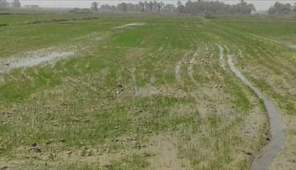 بالصور،زراعة الأرز في محافظة الديوانية العراقية
