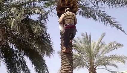 العراق،بساتين النخيل في محافظة ميسان