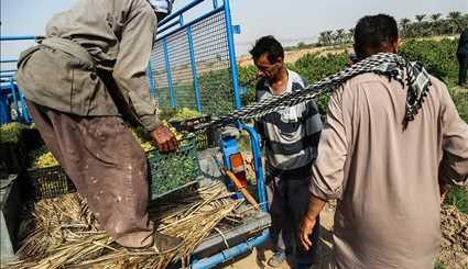 قطف عناقيد العنب في قرية غزاوية في خوزستان / صور