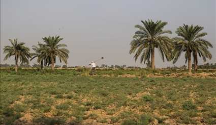 قطف عناقيد العنب في قرية غزاوية في خوزستان / صور