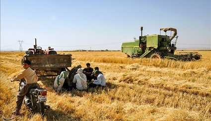 Wheat harvesting in Kermanshah / Images