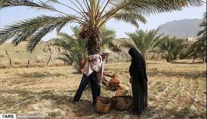 بالصور.. حصاد التمر في منطقة بشاغرد بمحافظة هرمزكان