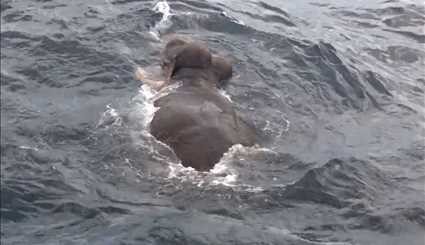 انقاذ فیل من البحر