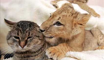 Unlikely animal friendships