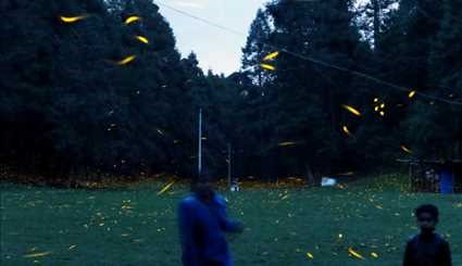 Fireflies light up the night in Mexico