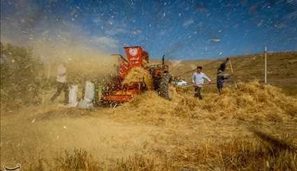 Harvesting wheat from Ahar County Farms