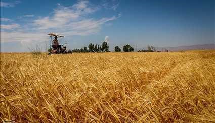 Harvesting wheat from Ahar County Farms