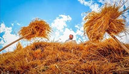 حصاد القمح من مزارع مقاطعة أهر / صور