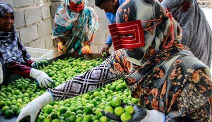 مهرجان الليمون بمدينة رودان جنوبي إيران