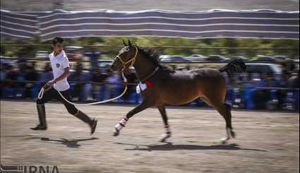 Iranian horse festival